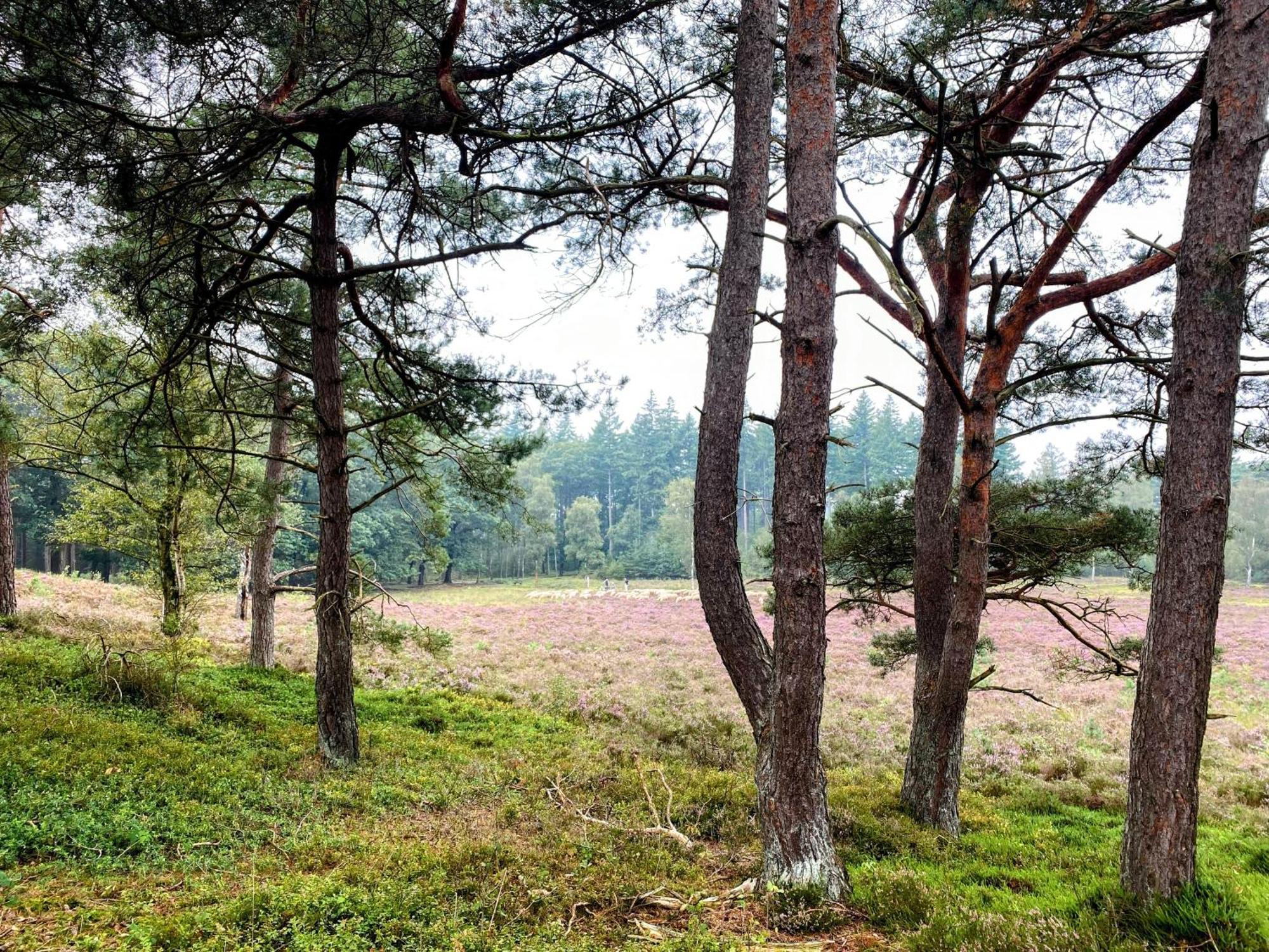 Huisje Aan De Bosrand - Veluwe 에페 외부 사진